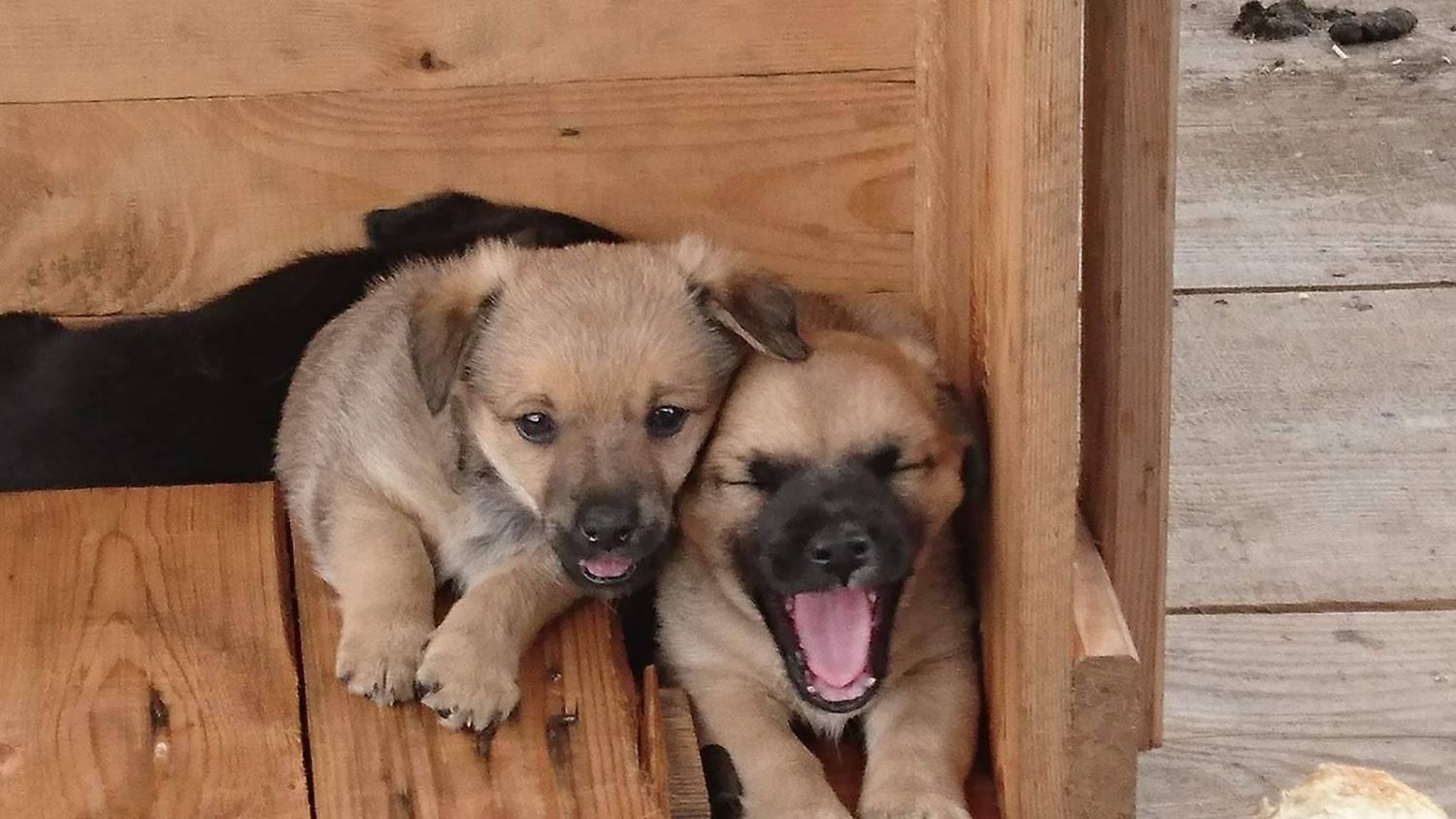 Adopcja szczeniaków – Informacja