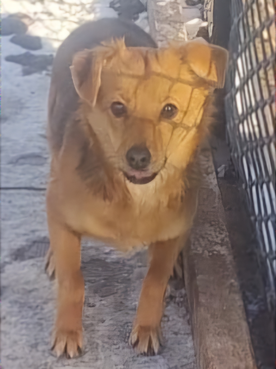 Szukamy właściciela psa lub osobę chętną do zapewnienia należytej opieki i nowy dom.